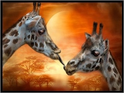 Pocałunek, Dwie, Żyrafy